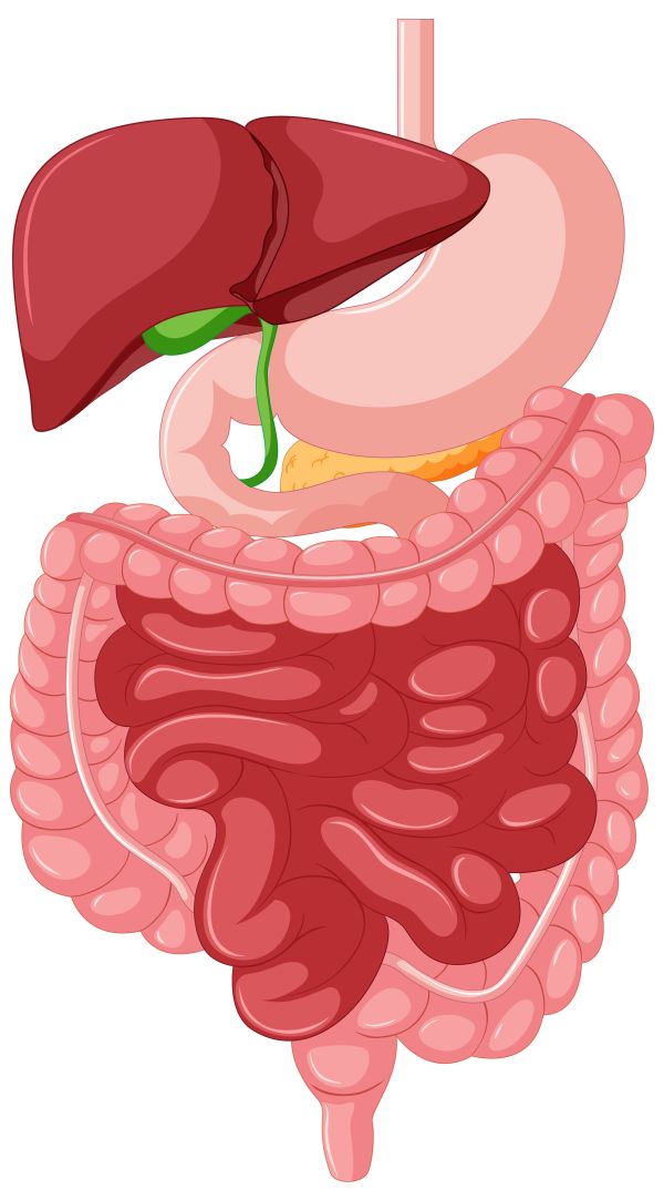 travenie anatomia 